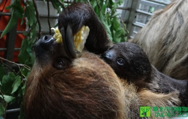 ▲樹懶。（圖／台北市立動物園提供）