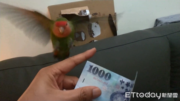 ▲▼甜蜜呼喊…鸚鵡甩頭冷看!一發千元鈔「秒爆衝1秒落地」 爸笑:真現實。(圖/網友Andy提供,請勿隨意翻拍,以免侵權。)