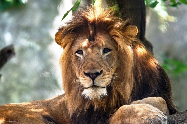 印第安納波利斯動物獅子。（圖／翻攝自Indianapolis Zoo）