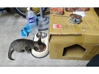 ▲暖男蓋貓窩給浪浪過冬　網揪「角落怨念雙眼」笑噴：抓包小三。（圖／飼主蘇子銘提供）
