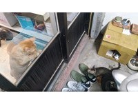 ▲暖男蓋貓窩給浪浪過冬　網揪「角落怨念雙眼」笑噴：抓包小三。（圖／飼主蘇子銘提供）
