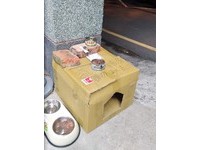 ▲暖男蓋貓窩給浪浪過冬　網揪「角落怨念雙眼」笑噴：抓包小三。（圖／飼主蘇子銘提供）