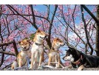 柴犬媽媽不想吃零食顧騎枕頭。（圖／飼主郭沅瑾提供）