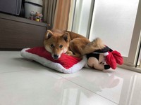 柴犬媽媽不想吃零食顧騎枕頭。（圖／飼主郭沅瑾提供）