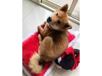 柴犬媽媽不想吃零食顧騎枕頭。（圖／飼主郭沅瑾提供）