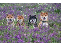 柴犬媽媽不想吃零食顧騎枕頭。（圖／飼主郭沅瑾提供）