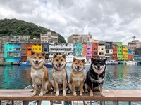 柴犬媽媽不想吃零食顧騎枕頭。（圖／飼主郭沅瑾提供）