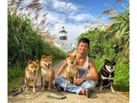柴犬媽媽不想吃零食顧騎枕頭。（圖／飼主郭沅瑾提供）