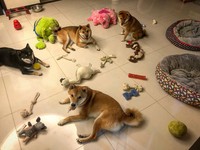 柴犬媽媽不想吃零食顧騎枕頭。（圖／飼主郭沅瑾提供）