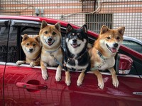 柴犬媽媽不想吃零食顧騎枕頭。（圖／飼主郭沅瑾提供）