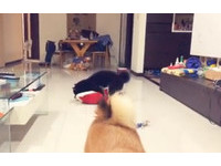 柴犬媽媽不想吃零食顧騎枕頭。（圖／飼主郭沅瑾提供）