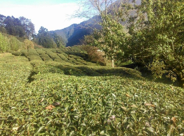 ▲▼▲南投茶農欠稅，彰化執行分署法拍武界高山軟枝烏龍茶。（圖／記者唐詠絮翻攝，以下同）