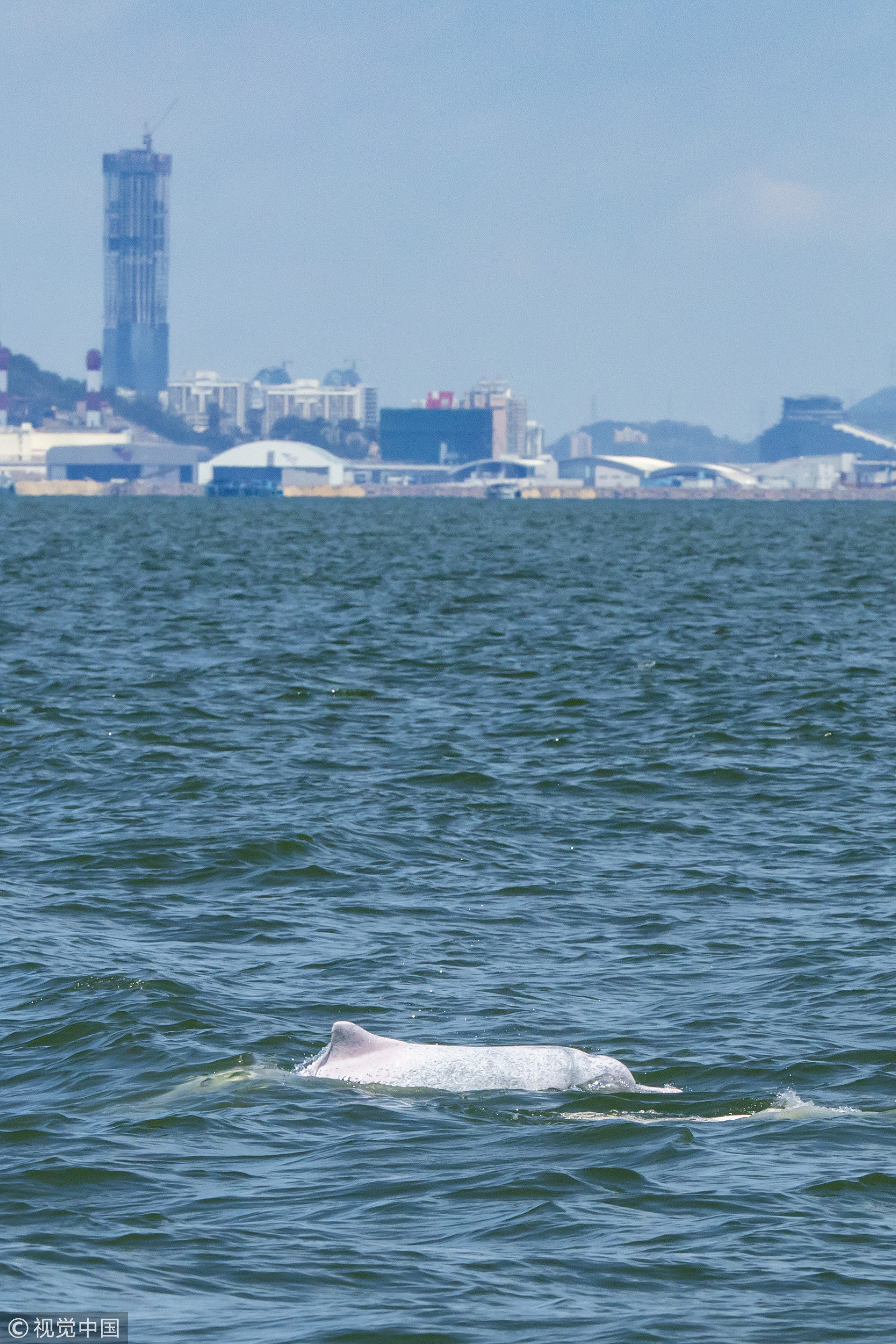 ▲▼珠江口中華白海豚國家級自然保護區的三角島附近，有20隻中華白海豚出沒。（圖／CFP）