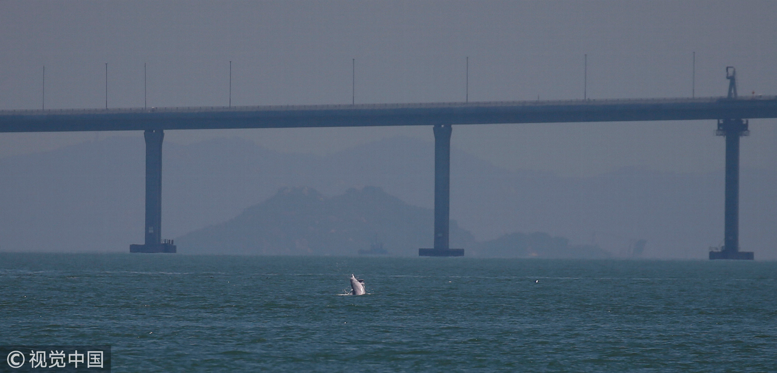 ▲▼港珠澳大橋跨越中華白海豚保護區。（圖／CFP）