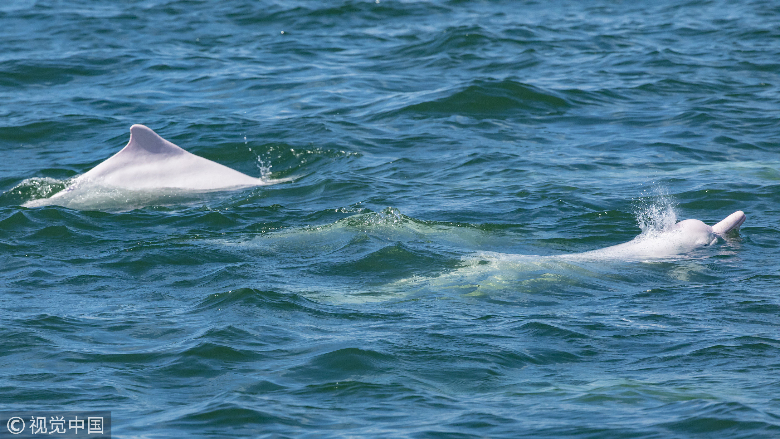 ▲▼珠江口的中華白海豚。（圖／CFP）