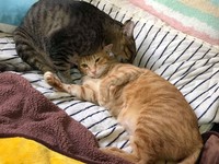 ▲▼虎斑貓披薩和橘貓蛋塔。（圖／Instagram帳號「披薩蛋塔好好吃」授權）