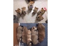 第一胎之後，家中養的柴犬又不小心生了第二胎，讓爸媽趕緊把柴爸爸帶去結紮