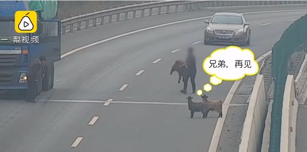 ▲▼4隻羊趁主人不注意偷跑到高速公路上。（圖／翻攝自梨視頻）