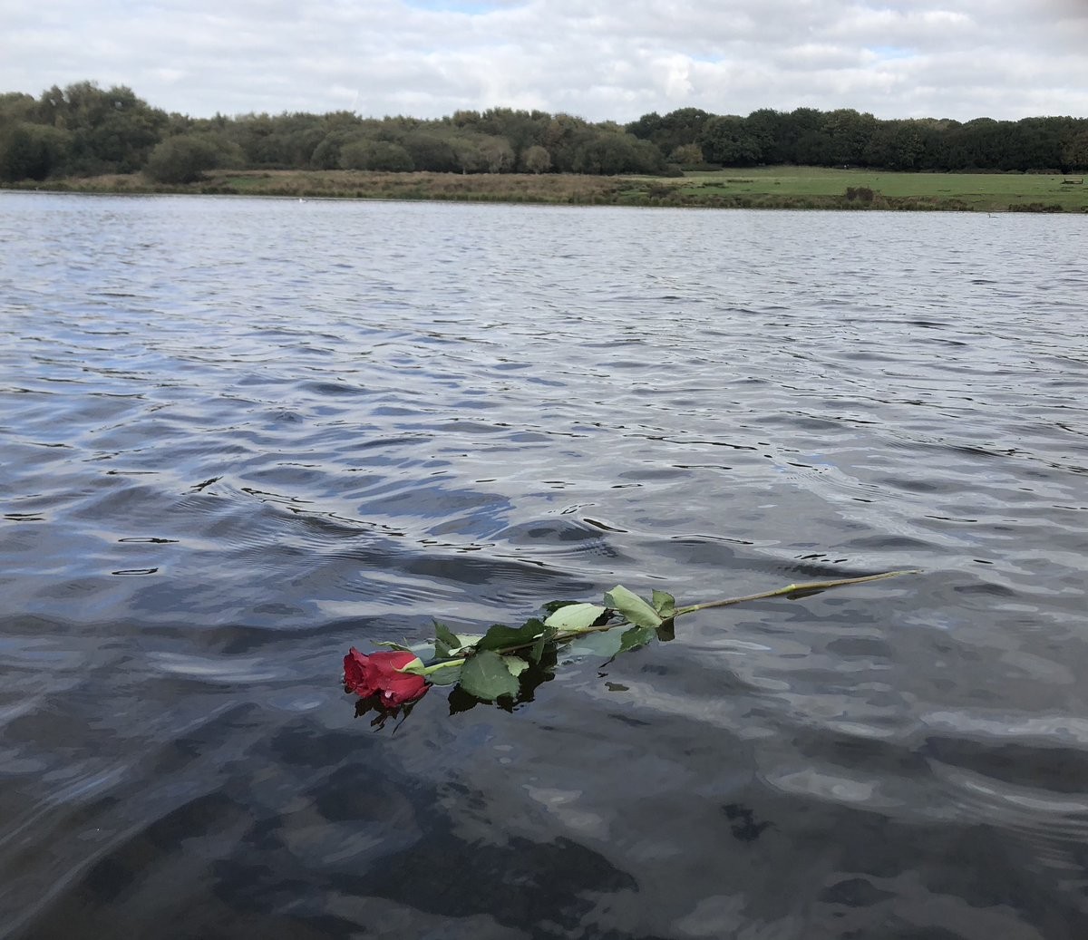 可以幫我把玫瑰放到湖中嗎？學生湖邊撿到字條　幾句話讓網友淚崩（圖／twitter＠BVGS Rowing）