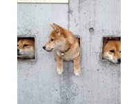 ▲島原三柴（圖／翻攝自kotamamefuku IG）