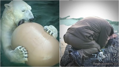 「抱歉，沒能照顧好你」韓北極熊退休前離世　訓獸師跪地痛哭不捨