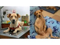 ▲虞家狗狗３兄弟。（圖／網友虞舜婷提供，請勿隨意翻拍，以免侵權）