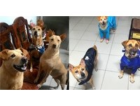 ▲虞家狗狗３兄弟。（圖／網友虞舜婷提供，請勿隨意翻拍，以免侵權）