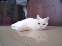 ▲▼白貓蜜糖。（圖／媽咪蜜寶提供，請勿隨意翻拍，以免侵權。）