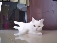 ▲▼白貓蜜糖。（圖／媽咪蜜寶提供，請勿隨意翻拍，以免侵權。）