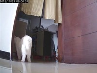 ▲▼白貓蜜糖。（圖／媽咪蜜寶提供，請勿隨意翻拍，以免侵權。）