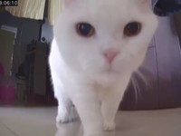 ▲▼白貓蜜糖。（圖／媽咪蜜寶提供，請勿隨意翻拍，以免侵權。）