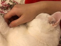 ▲▼白貓蜜糖。（圖／媽咪蜜寶提供，請勿隨意翻拍，以免侵權。）
