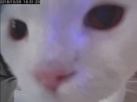 ▲▼白貓蜜糖。（圖／媽咪蜜寶提供，請勿隨意翻拍，以免侵權。）