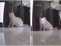 ▲▼白貓蜜糖。（圖／媽咪蜜寶提供，請勿隨意翻拍，以免侵權。）
