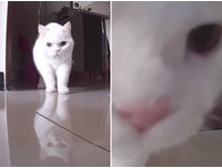 ▲▼白貓蜜糖。（圖／媽咪蜜寶提供，請勿隨意翻拍，以免侵權。）