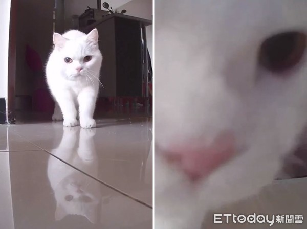 ▲▼白貓蜜糖。(圖/媽咪蜜寶提供,請勿隨意翻拍,以免侵權。)