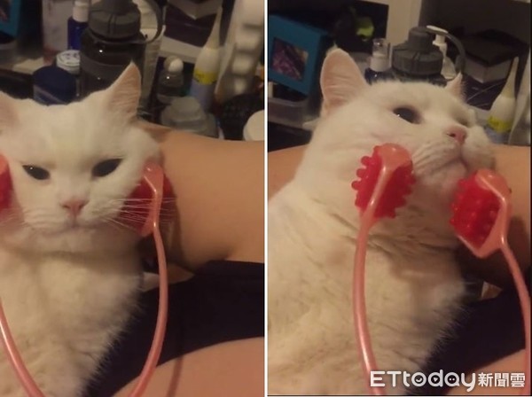 ▲▼白貓蜜糖。(圖/媽咪蜜寶提供,請勿隨意翻拍,以免侵權。)
