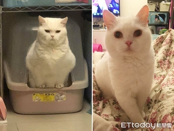 ▲▼白貓蜜糖。(圖/媽咪蜜寶提供,請勿隨意翻拍,以免侵權。)
