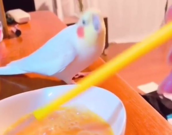 ▲同步料理!玄鳳小腦袋上下狂震 萌變「打蛋雞」還自帶音效。(圖/翻攝自Instagram/sonsu1234)