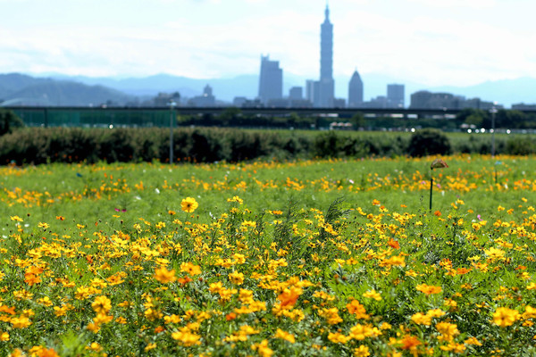 ▲美堤河濱公園16,500多株黃波斯菊、大波斯菊盛放。（圖／臺北市政府工務局水利工程處）