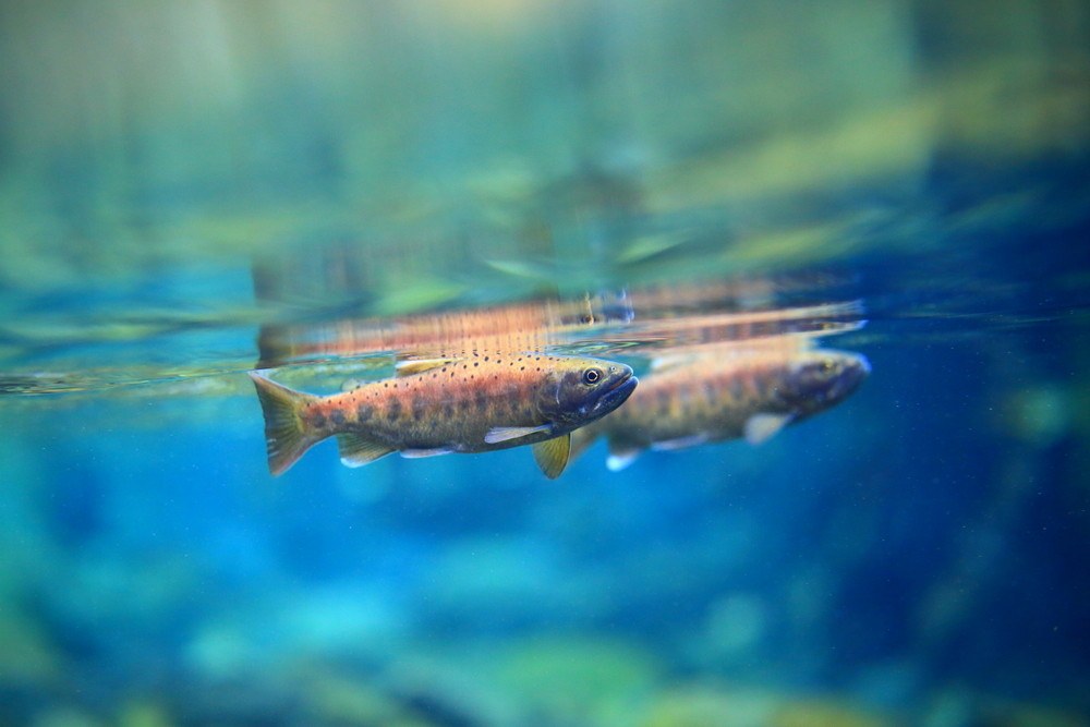 ▲今年在南投合歡溪放流3000尾的櫻花鉤吻鮭，堪稱史上數量最多的一次。（圖／雪霸國家公園管理處提供）