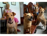 ▲狗狗３兄弟。（圖／網友虞舜婷提供，請勿隨意翻拍，以免侵權）
