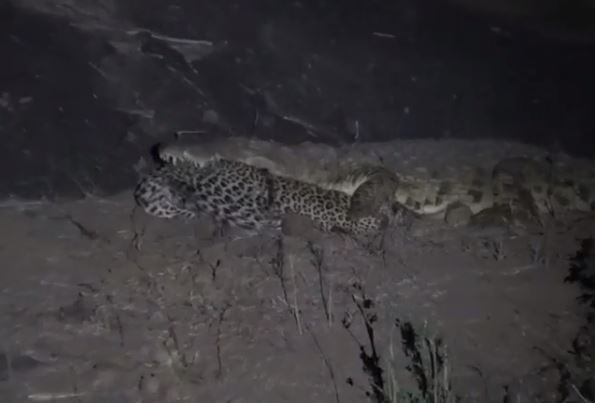▲巨鱷一口咬花豹拖行到河裡　目擊者難過錄影：這就是大自然。（圖／翻攝自Instagram @latestkruger）