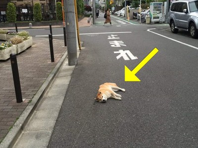 耍賴躺地柴又不回家了　主人裝暈反擊結局神反轉　幸好沒白養！