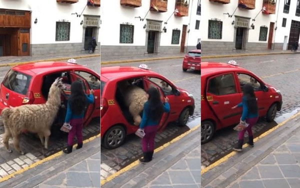 ▲▼祕魯草泥馬熟練搭計程車，讓網友看傻眼。（圖／翻攝自Facebook／Kike Ñañe）