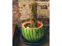 這項創新的料理名為「Matcha Melon Bowls」，是位於紐約市裡一家韓國餐館Mokbar，在今年夏天推出的消暑菜單。