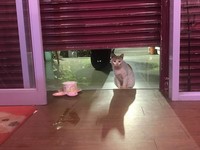 新北市三重有隻橘白米克斯「張西西」近日頻頻拜訪「餓店蒸氣吐司」，乖巧坐在門口等待。