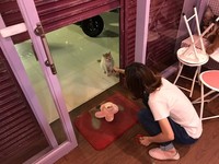 闆娘回憶，有一天晚上她在店裡備料，卻突然聽見吠叫聲，走出去竟然看見一個大男生帶著狗在追張西西。