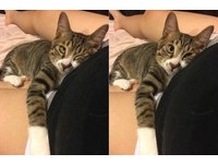 新北飼主林香蓮日前在臉書上Po文表示，自己懷孕已6個多月，但愛貓「寶貝」總是把肚子當跳台。