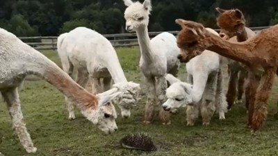 唉唷嚇死草泥馬！刺蝟誤闖領地　羊駝：外星生物入侵啦